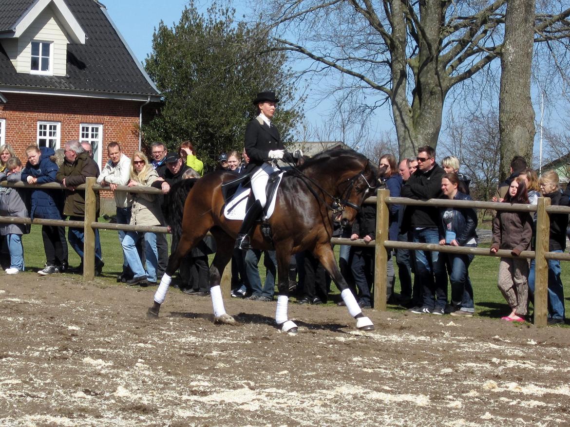 Bøgegårdens Laurino DVH 888 billede 138