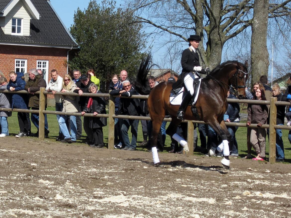 Bøgegårdens Laurino DVH 888 billede 139
