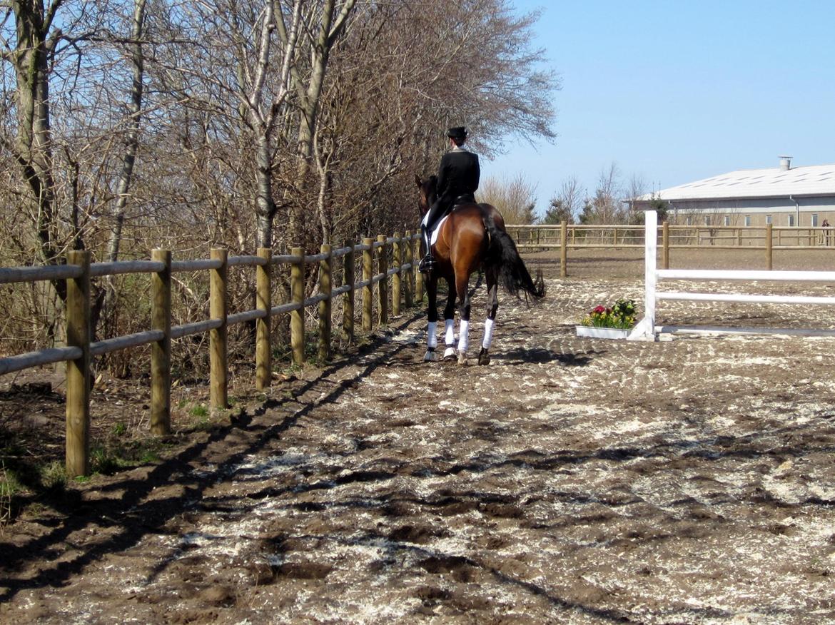 Bøgegårdens Laurino DVH 888 billede 140