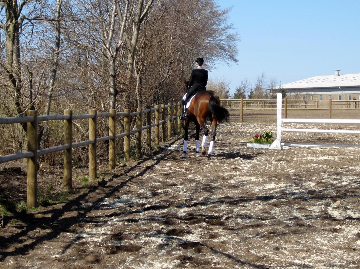 Bøgegårdens Laurino DVH 888 billede 141