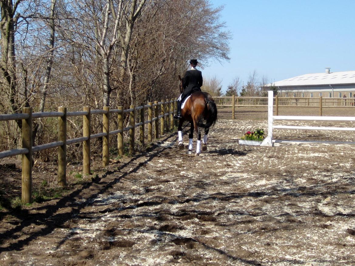 Bøgegårdens Laurino DVH 888 billede 142