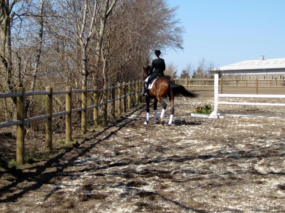 Bøgegårdens Laurino DVH 888 billede 143