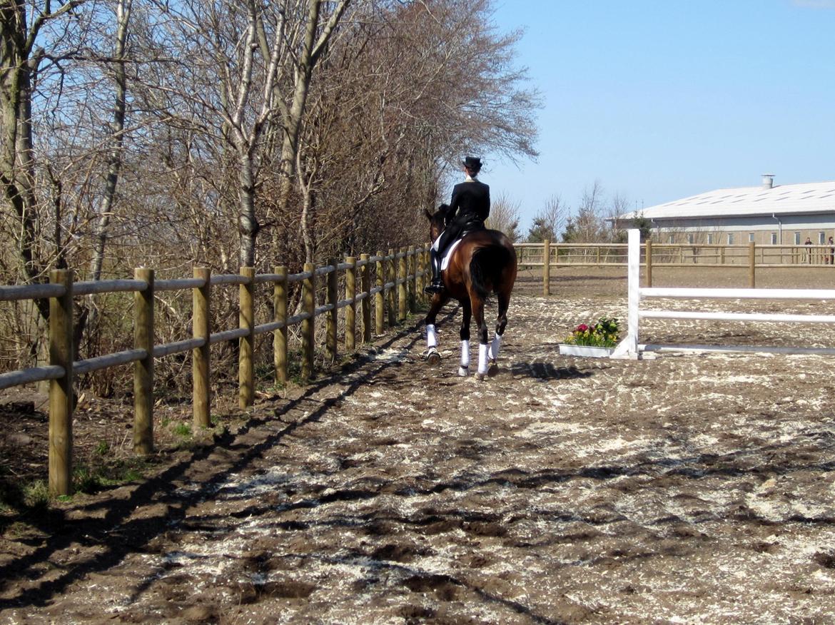 Bøgegårdens Laurino DVH 888 billede 144