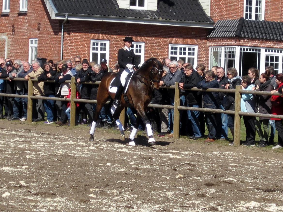 Bøgegårdens Laurino DVH 888 billede 145