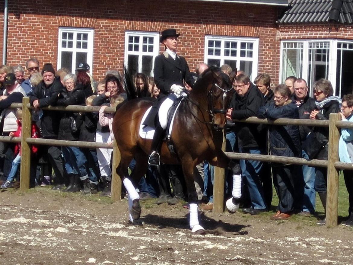 Bøgegårdens Laurino DVH 888 billede 146