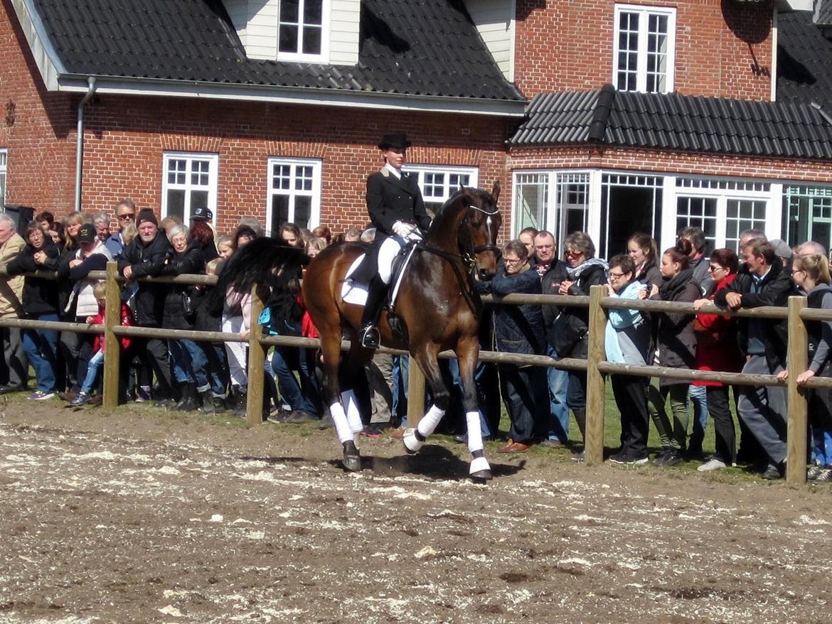 Bøgegårdens Laurino DVH 888 billede 147