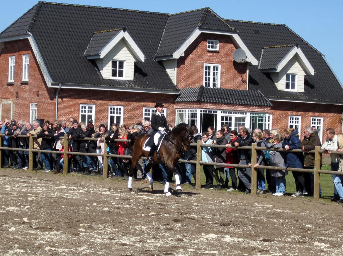 Bøgegårdens Laurino DVH 888 billede 148