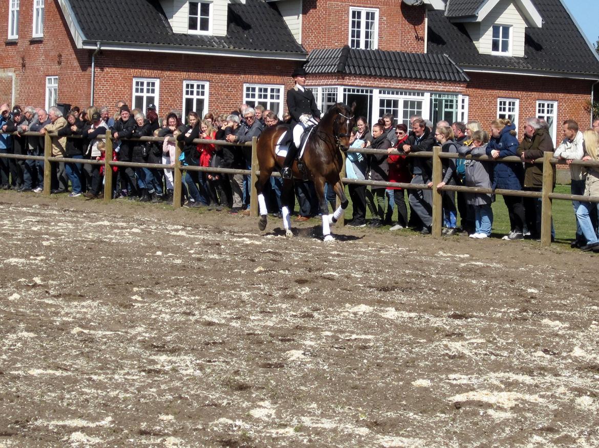 Bøgegårdens Laurino DVH 888 billede 149