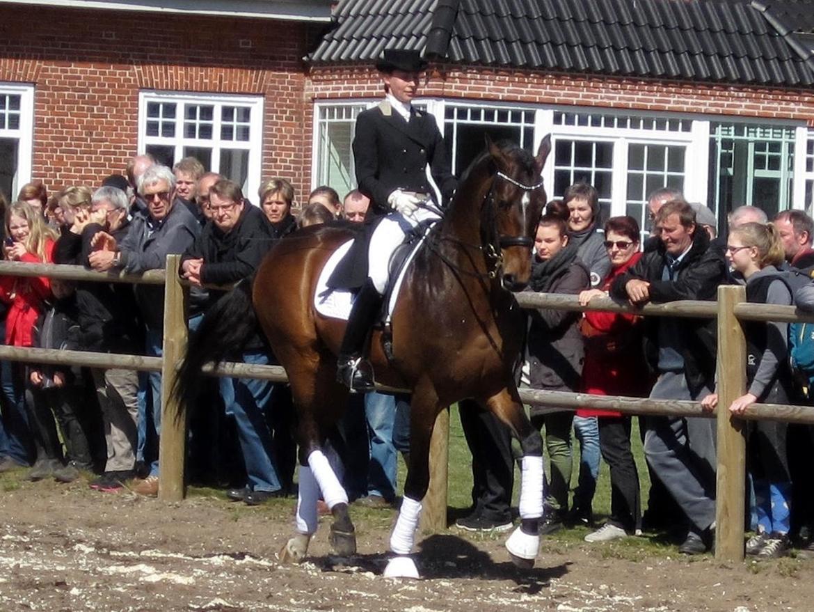 Bøgegårdens Laurino DVH 888 billede 150