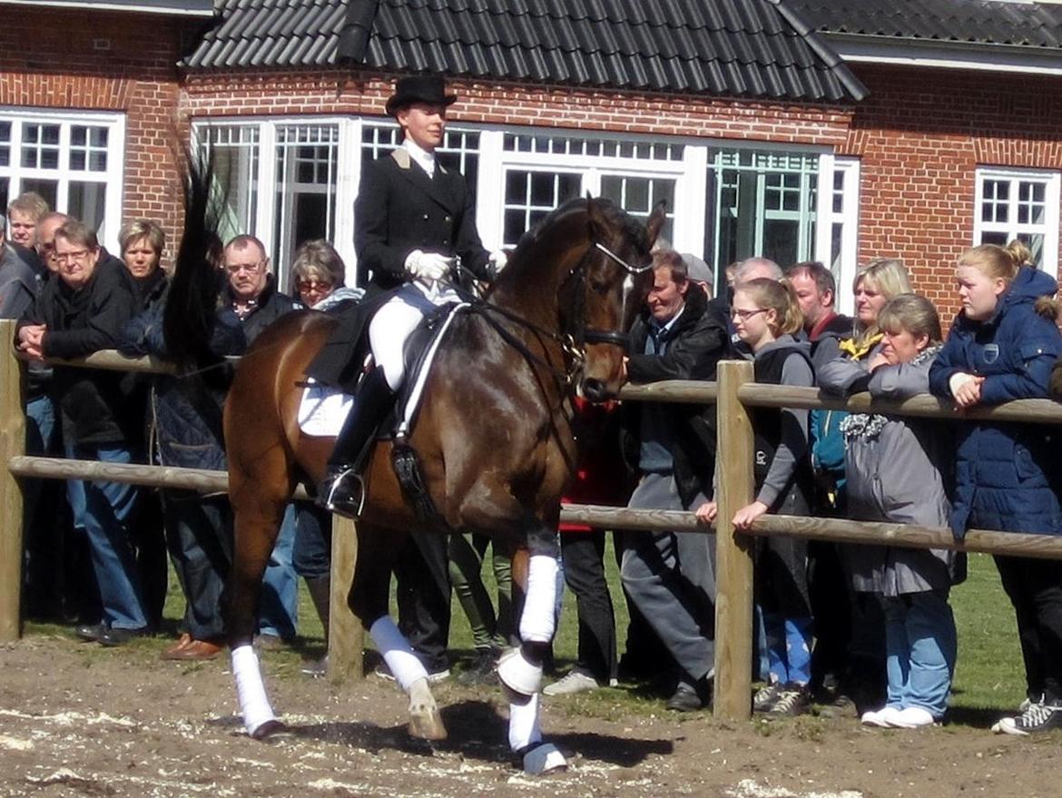 Bøgegårdens Laurino DVH 888 billede 151