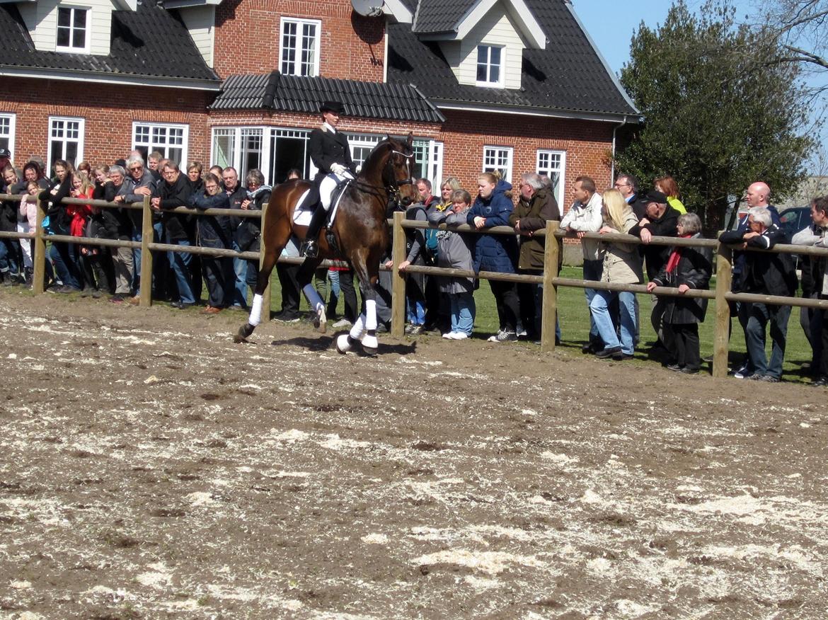 Bøgegårdens Laurino DVH 888 billede 152