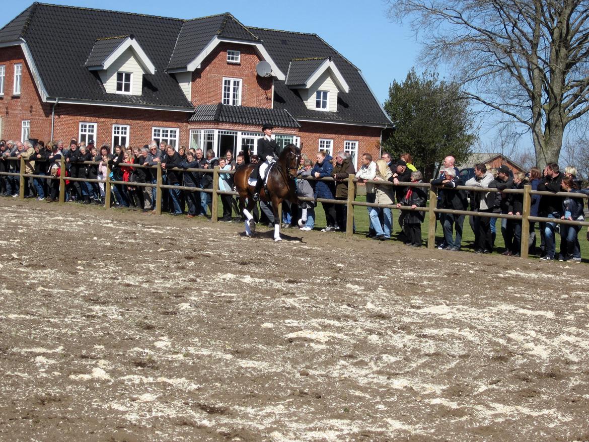 Bøgegårdens Laurino DVH 888 billede 153