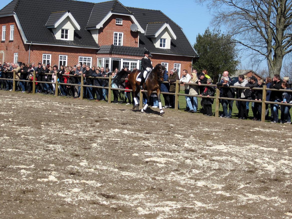 Bøgegårdens Laurino DVH 888 billede 154