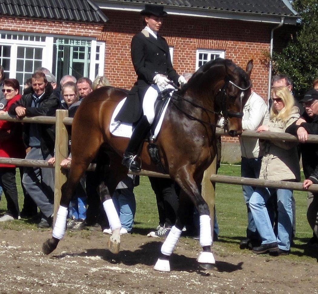 Bøgegårdens Laurino DVH 888 billede 155