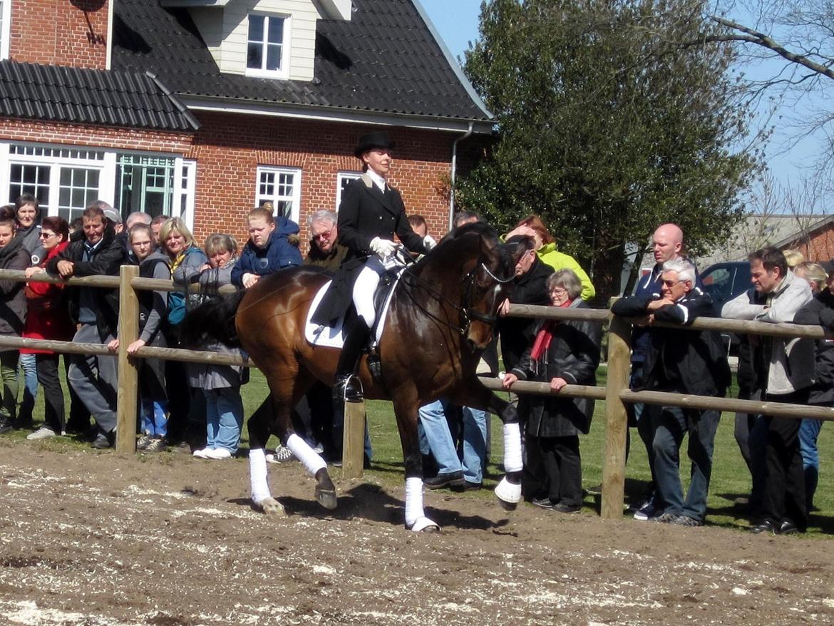 Bøgegårdens Laurino DVH 888 billede 156