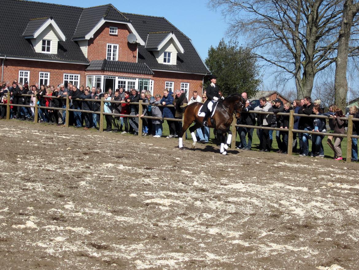 Bøgegårdens Laurino DVH 888 billede 157