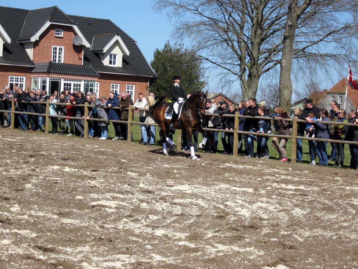 Bøgegårdens Laurino DVH 888 billede 158