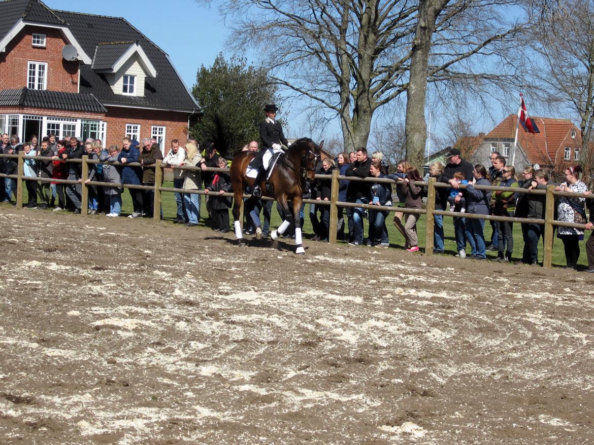 Bøgegårdens Laurino DVH 888 billede 159