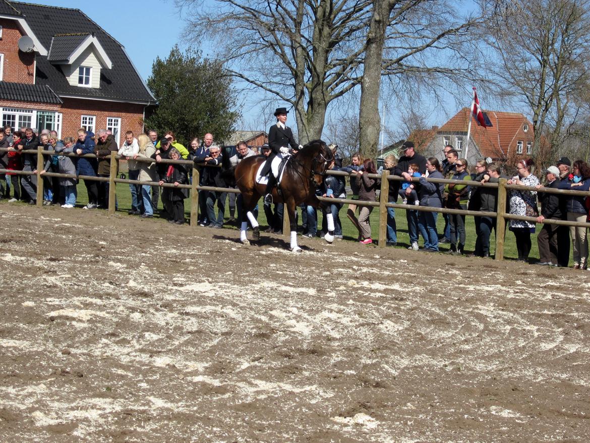 Bøgegårdens Laurino DVH 888 billede 160