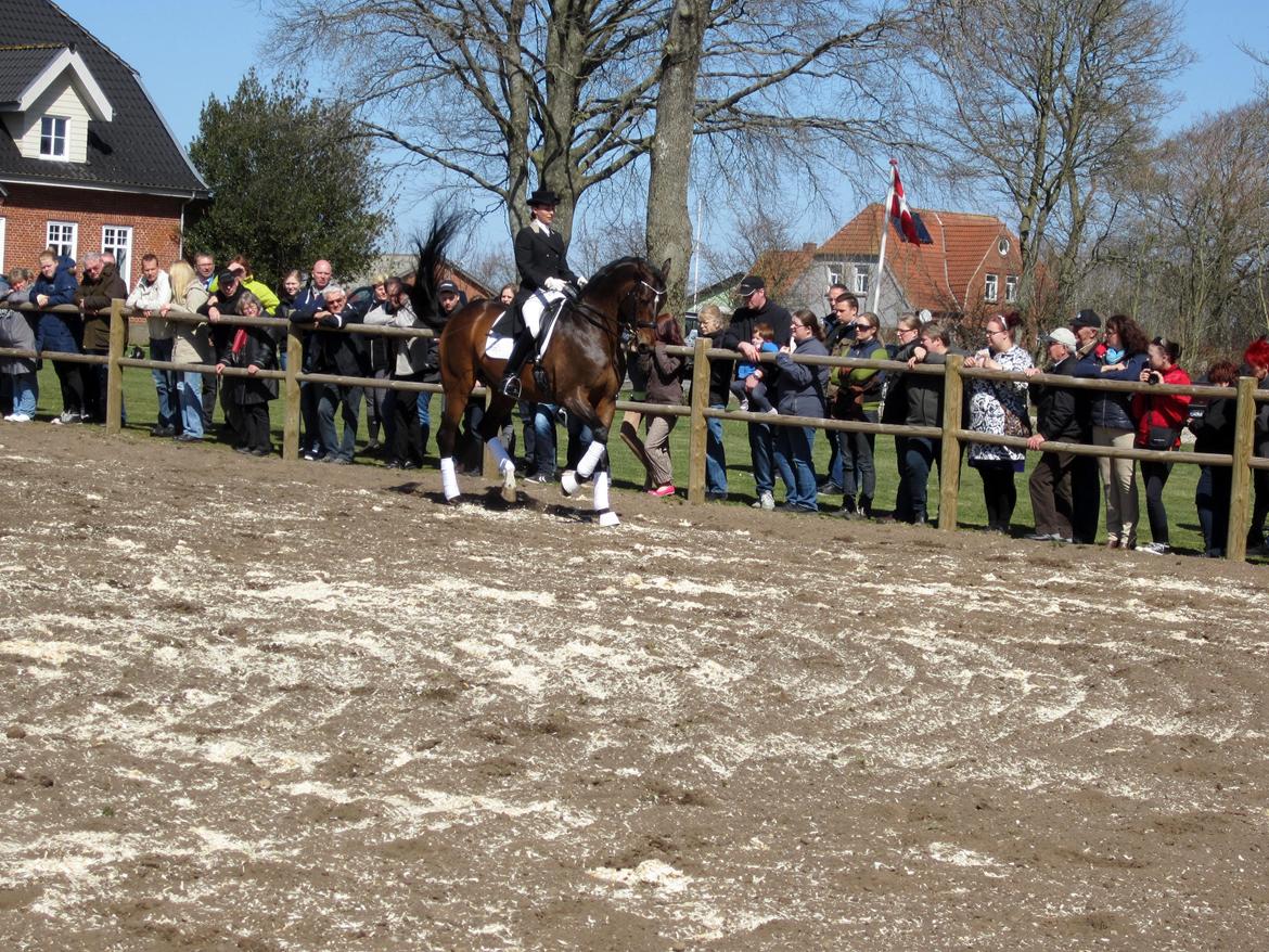 Bøgegårdens Laurino DVH 888 billede 161