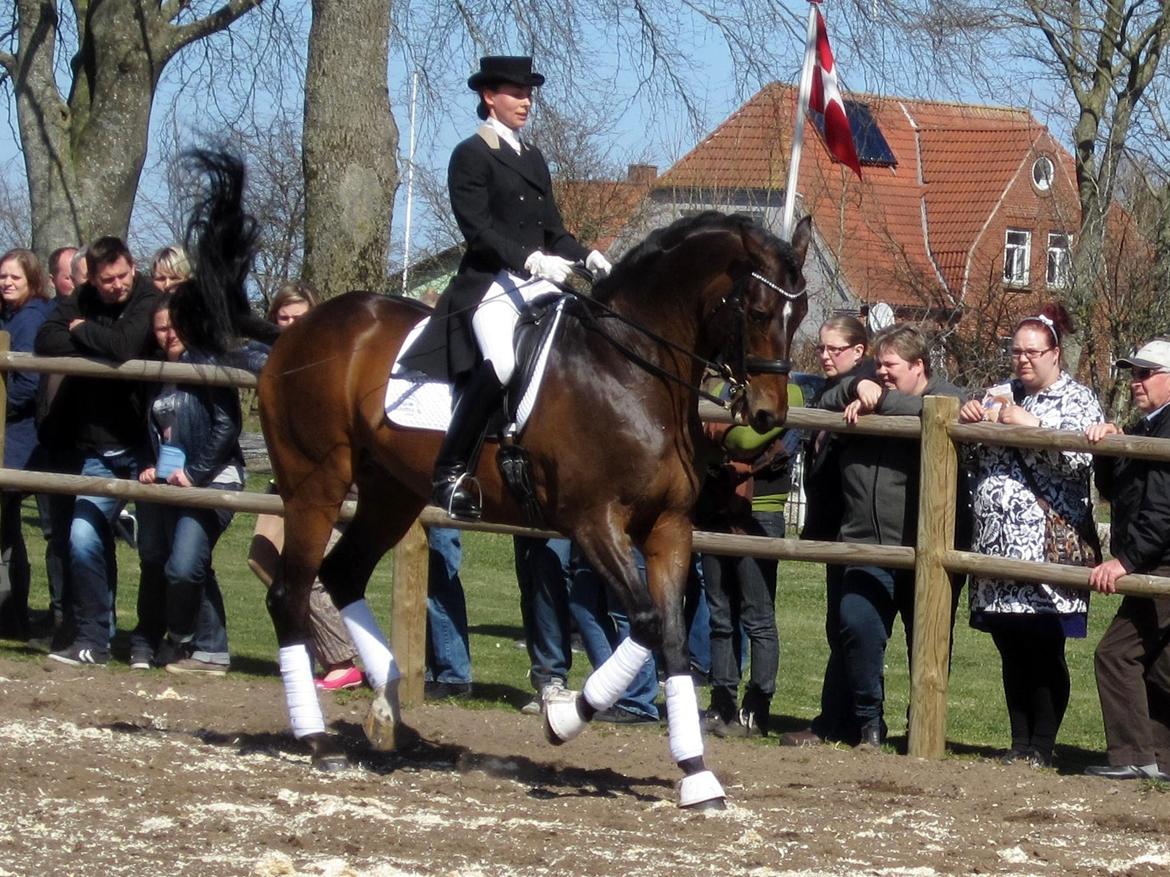 Bøgegårdens Laurino DVH 888 billede 162