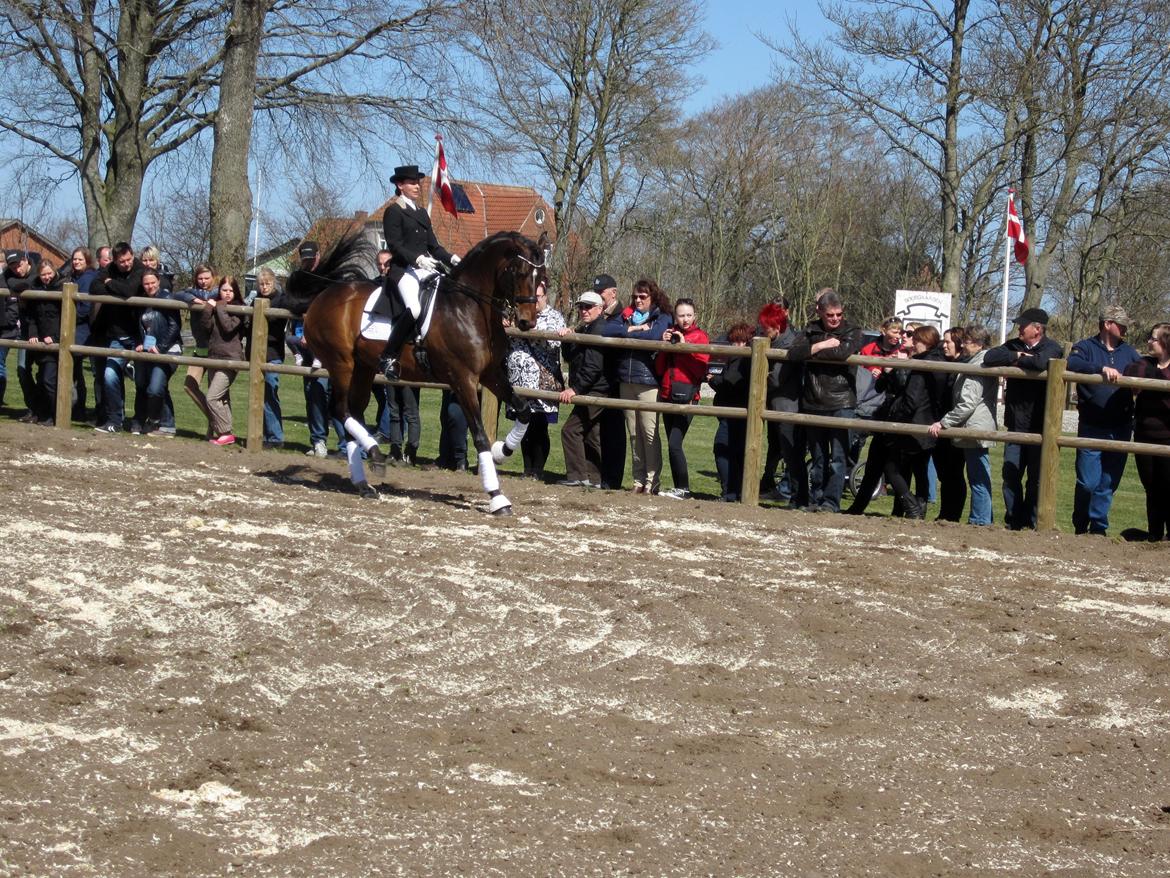 Bøgegårdens Laurino DVH 888 billede 163