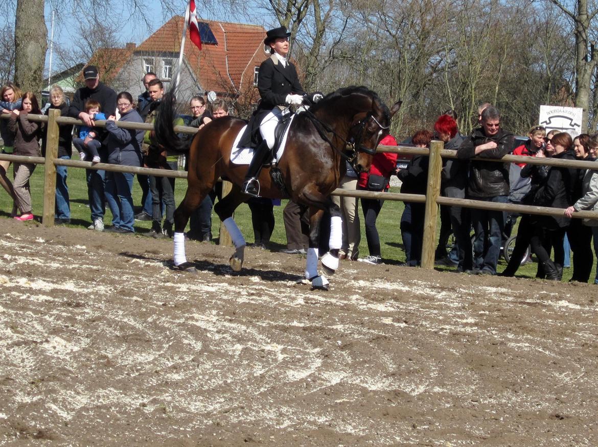 Bøgegårdens Laurino DVH 888 billede 164