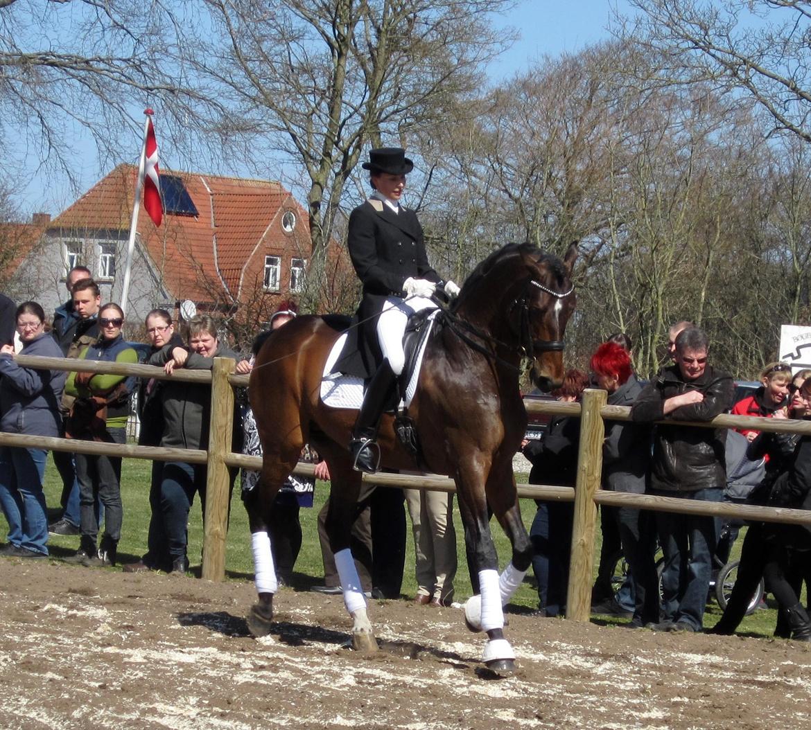 Bøgegårdens Laurino DVH 888 billede 165