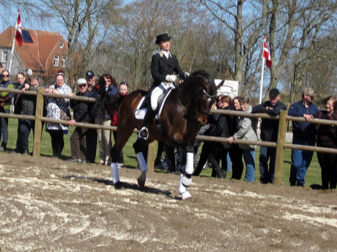 Bøgegårdens Laurino DVH 888 billede 166