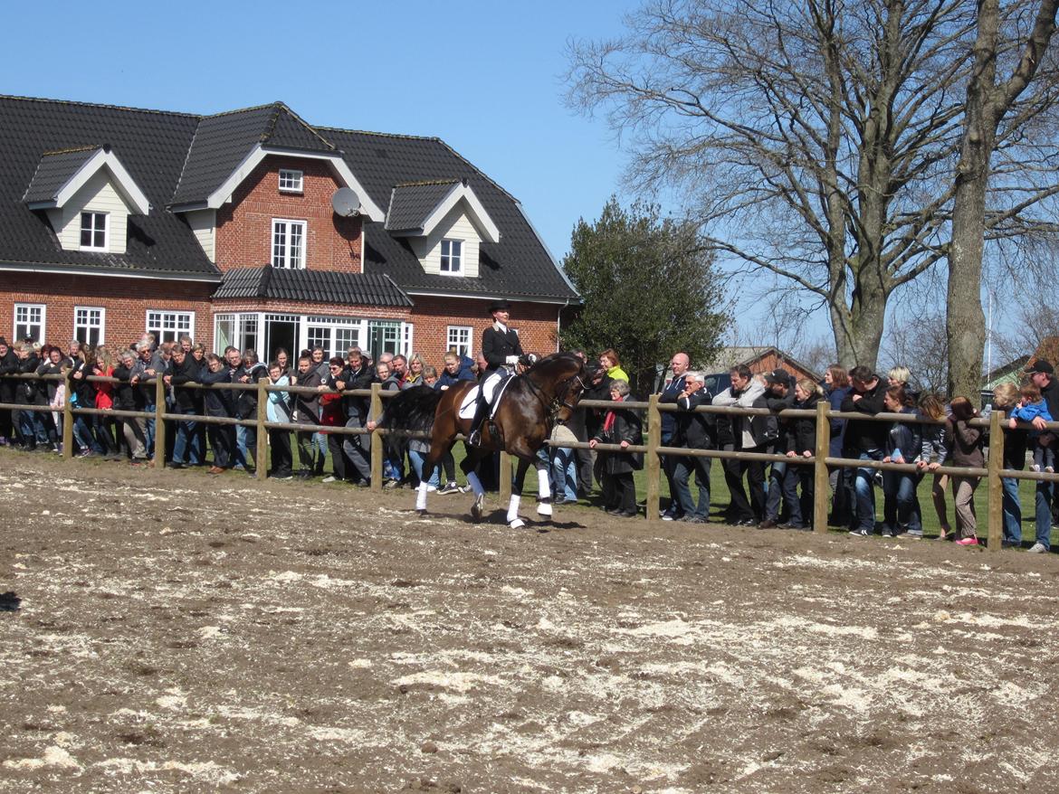 Bøgegårdens Laurino DVH 888 billede 167