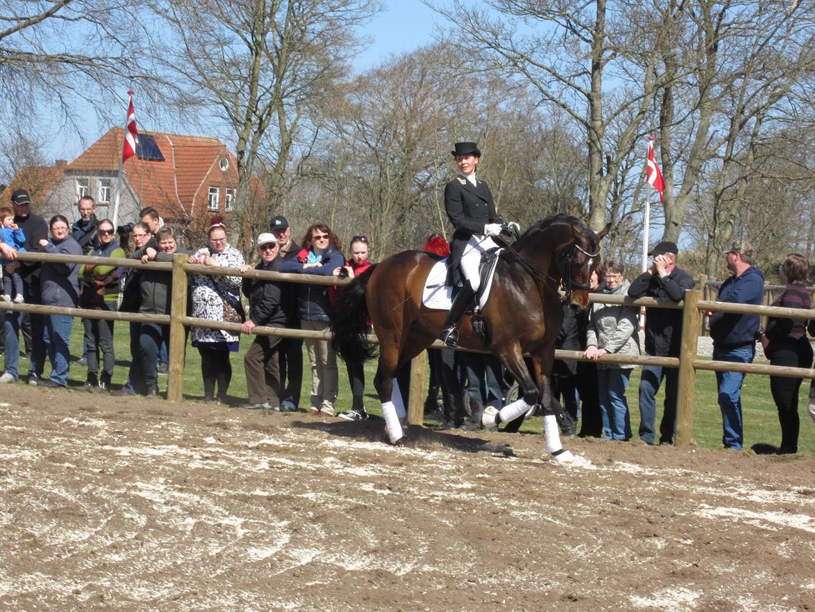 Bøgegårdens Laurino DVH 888 billede 168