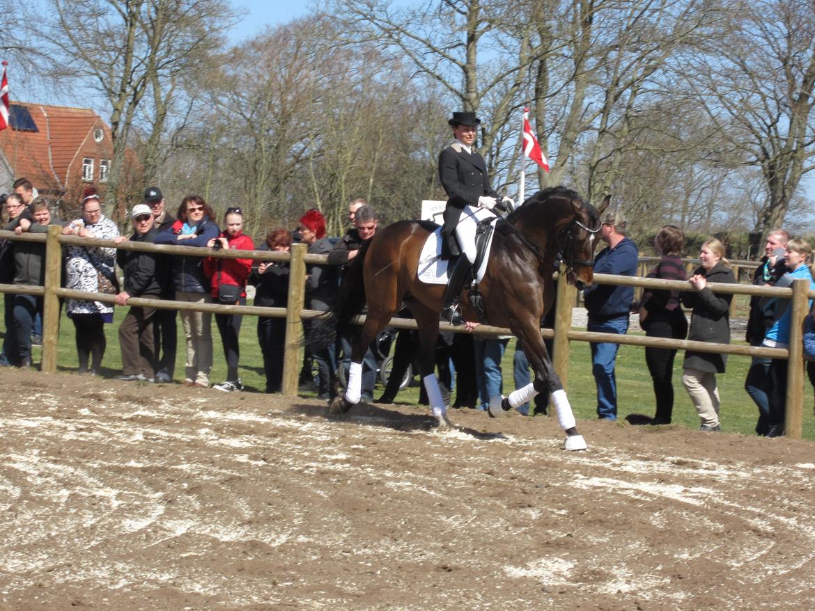 Bøgegårdens Laurino DVH 888 billede 169