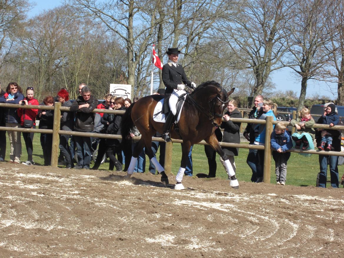 Bøgegårdens Laurino DVH 888 billede 170