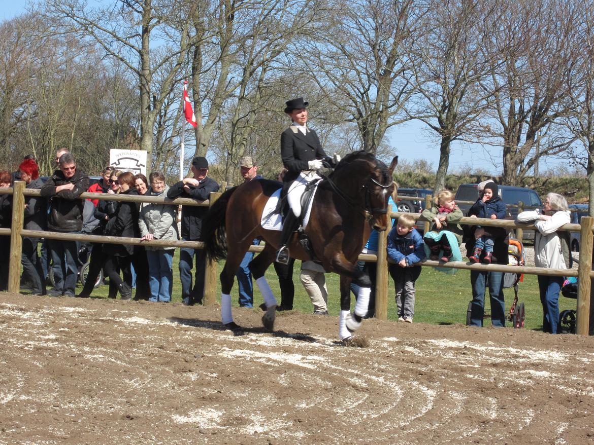 Bøgegårdens Laurino DVH 888 billede 171
