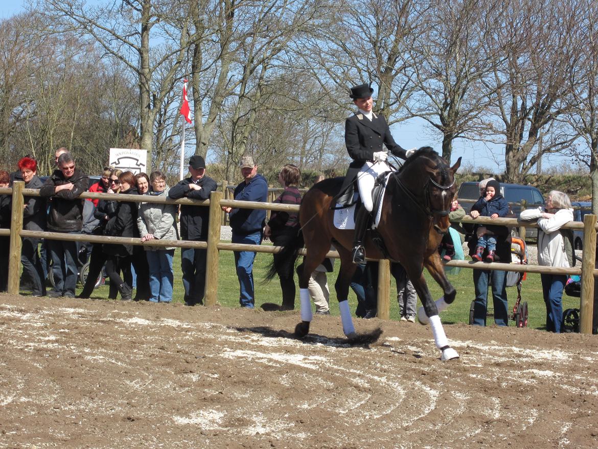 Bøgegårdens Laurino DVH 888 billede 172