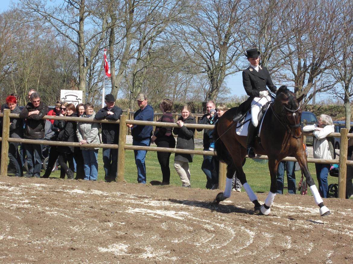 Bøgegårdens Laurino DVH 888 billede 173
