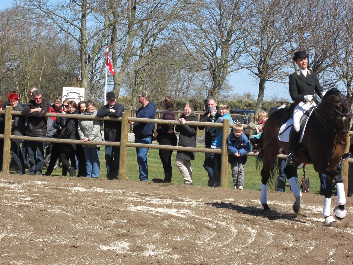 Bøgegårdens Laurino DVH 888 billede 174