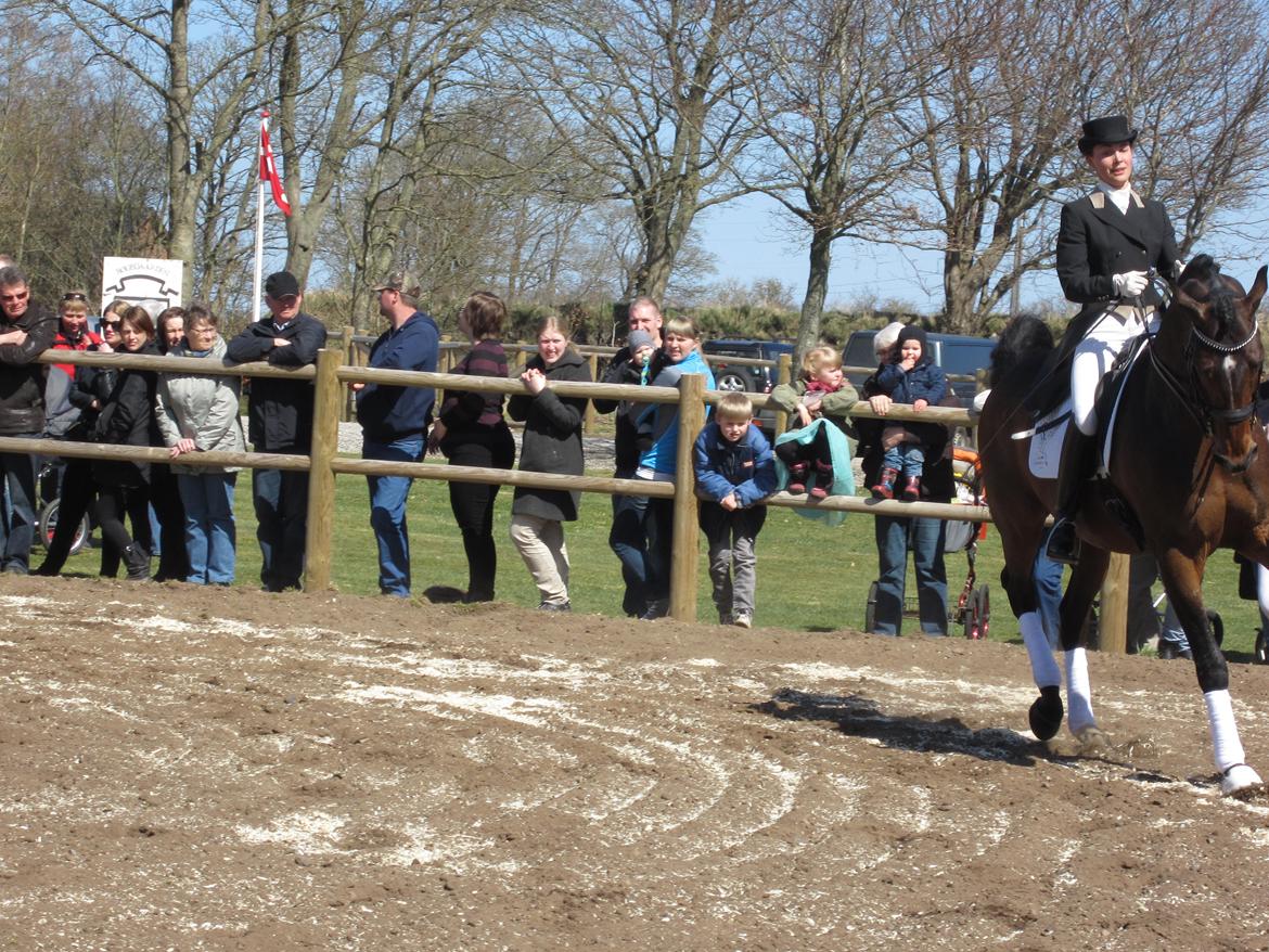 Bøgegårdens Laurino DVH 888 billede 175