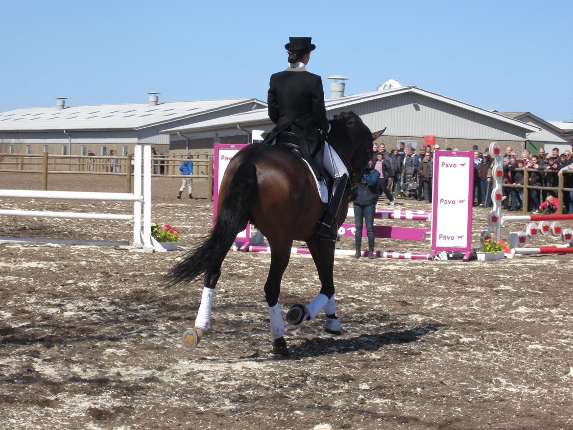 Bøgegårdens Laurino DVH 888 billede 176