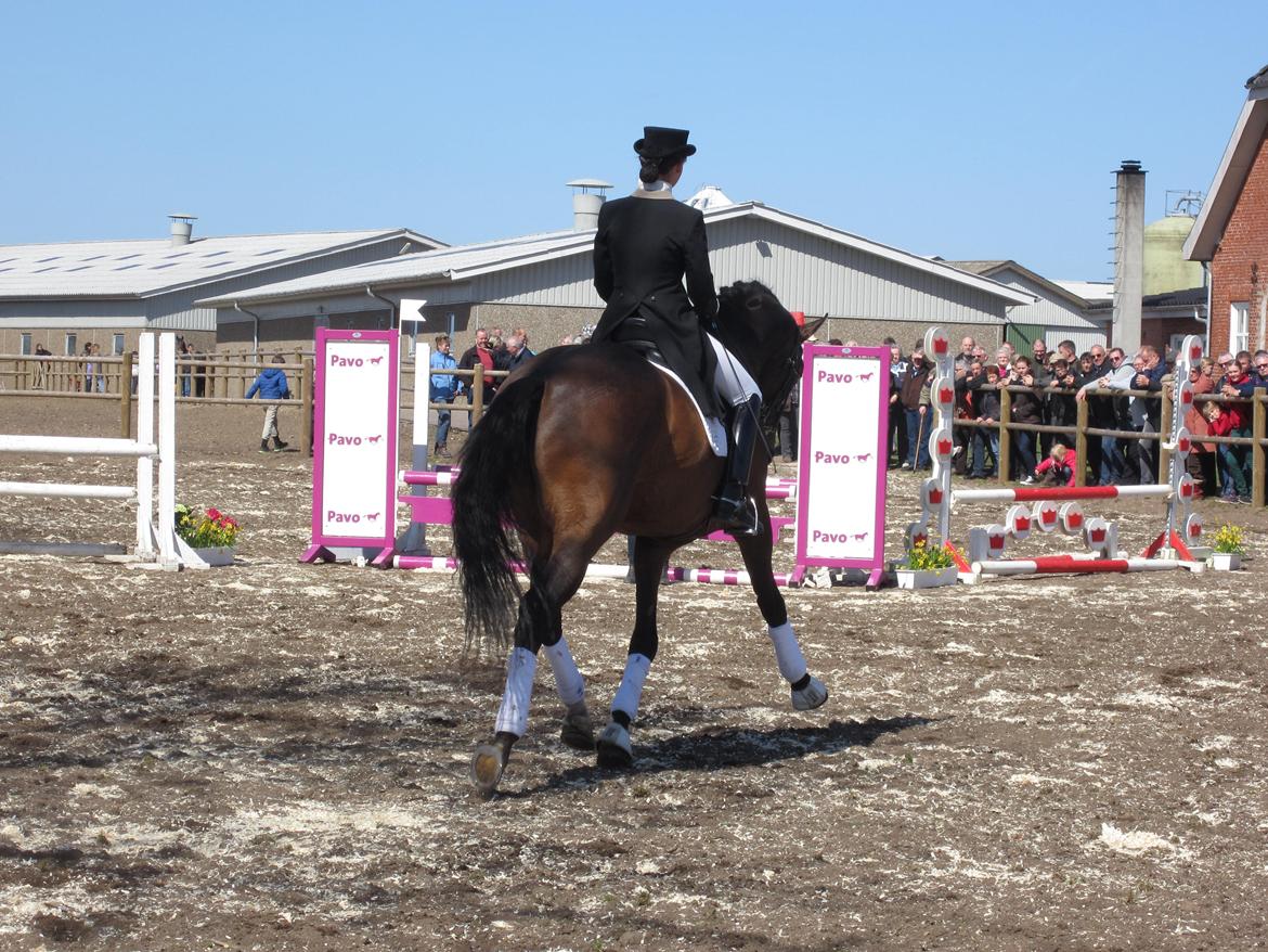 Bøgegårdens Laurino DVH 888 billede 177