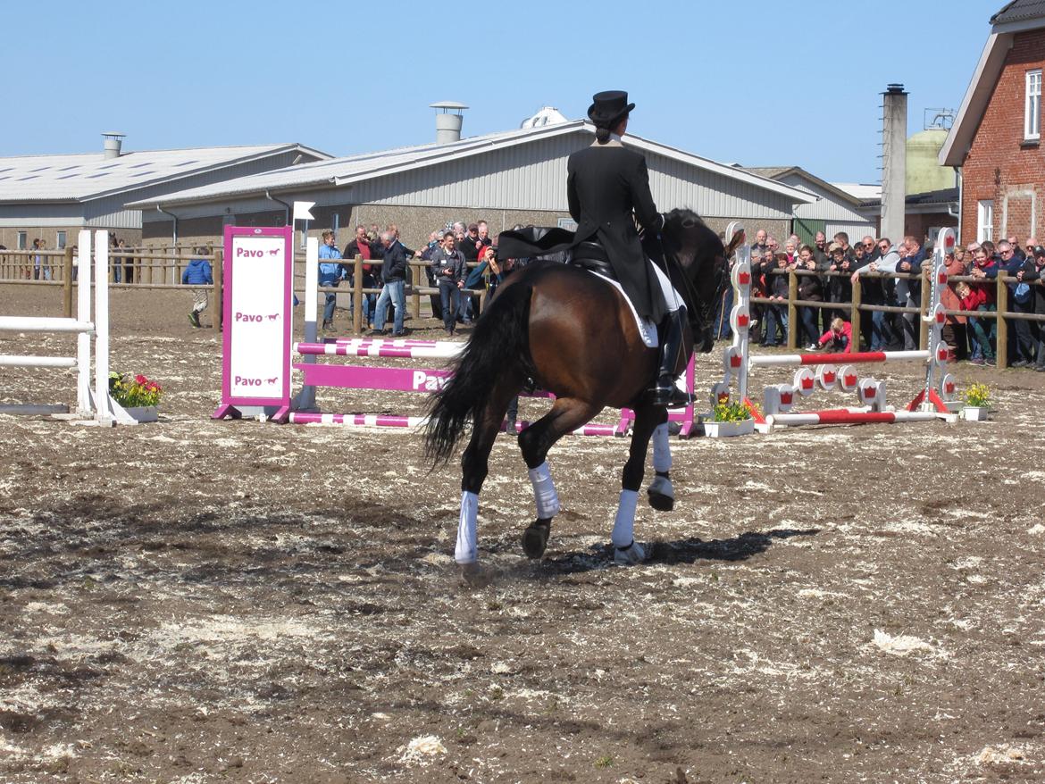 Bøgegårdens Laurino DVH 888 billede 178