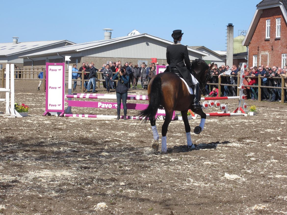 Bøgegårdens Laurino DVH 888 billede 179