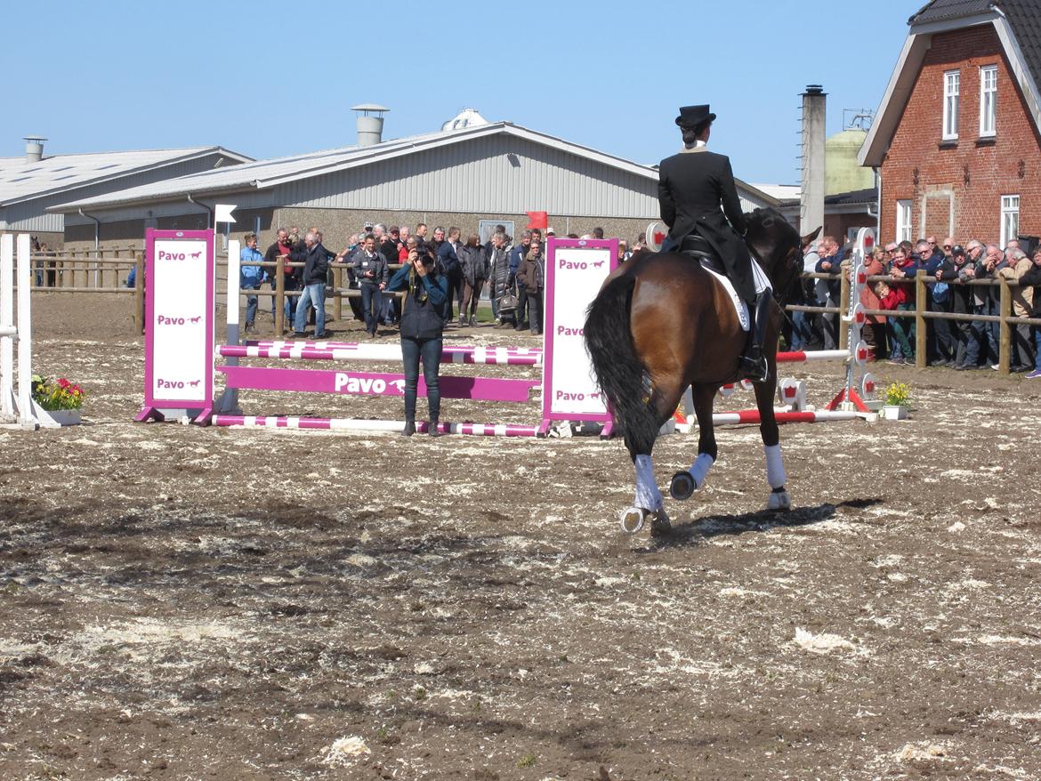 Bøgegårdens Laurino DVH 888 billede 180