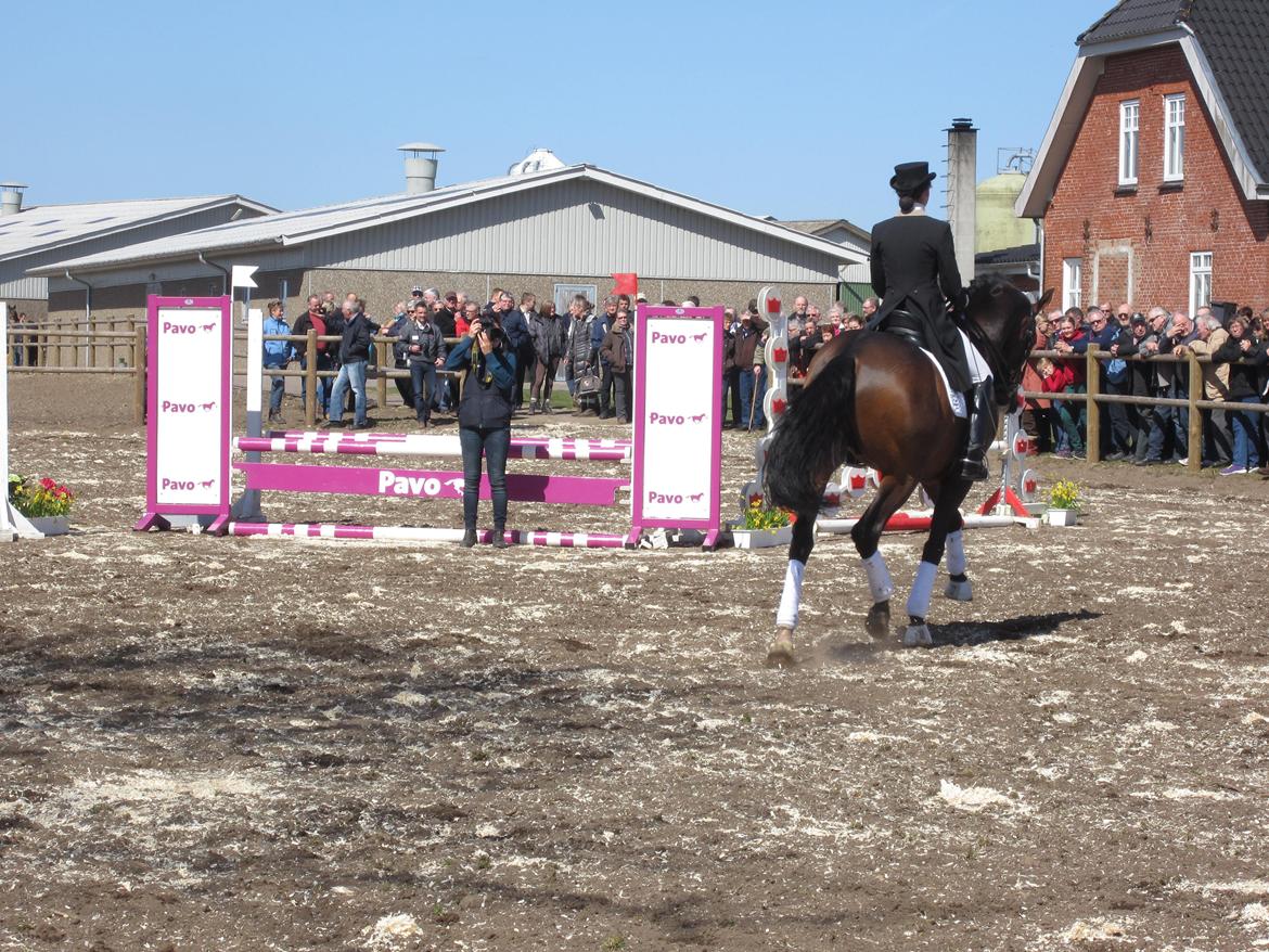 Bøgegårdens Laurino DVH 888 billede 181