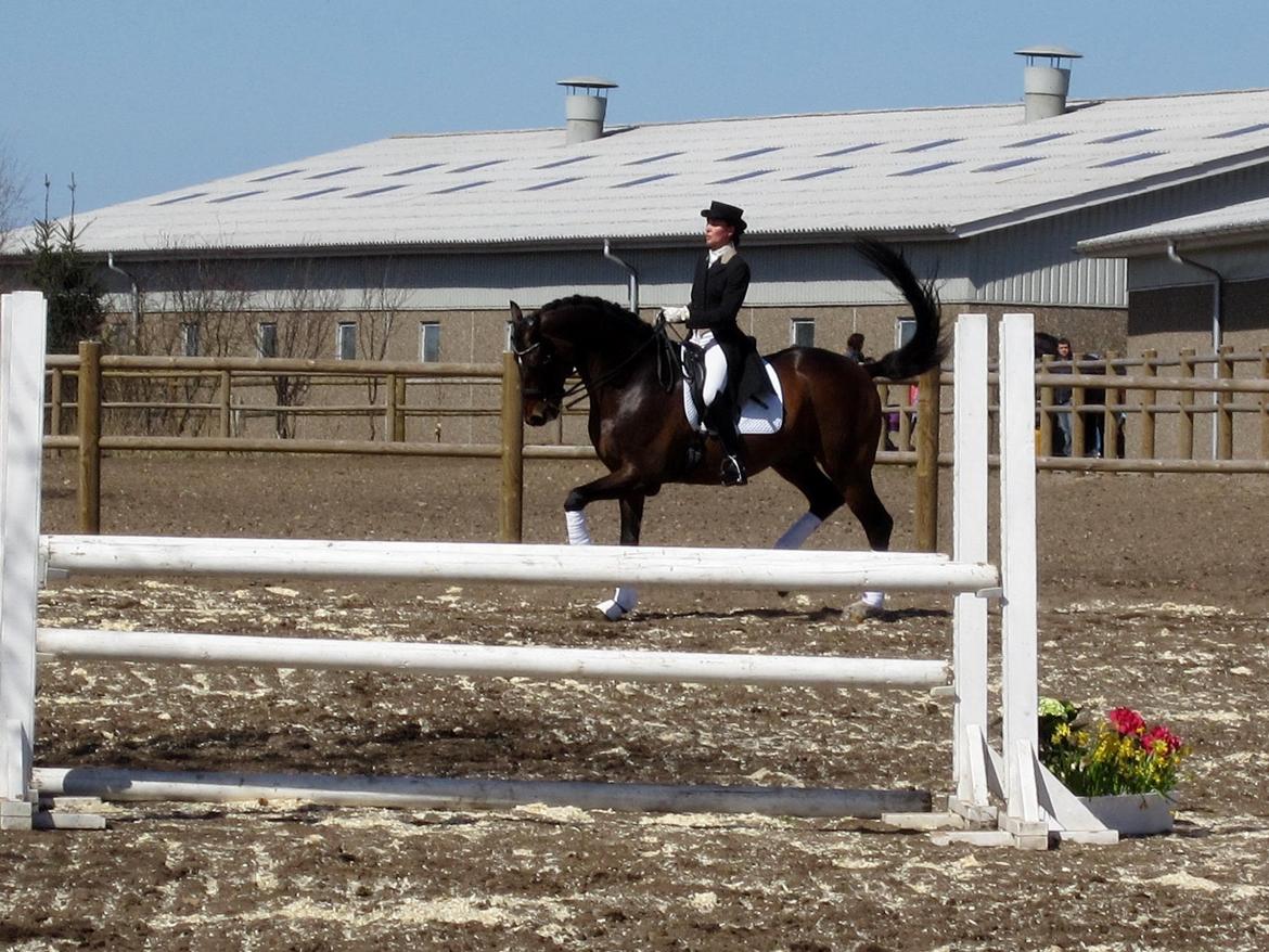 Bøgegårdens Laurino DVH 888 billede 182