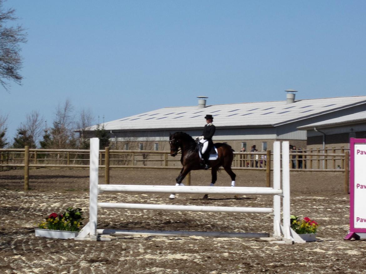 Bøgegårdens Laurino DVH 888 billede 183