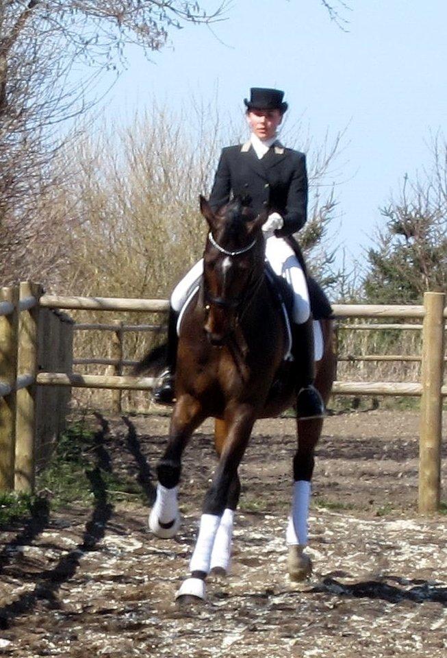 Bøgegårdens Laurino DVH 888 billede 184