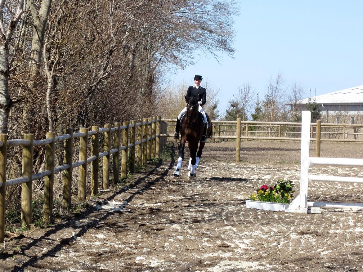 Bøgegårdens Laurino DVH 888 billede 185