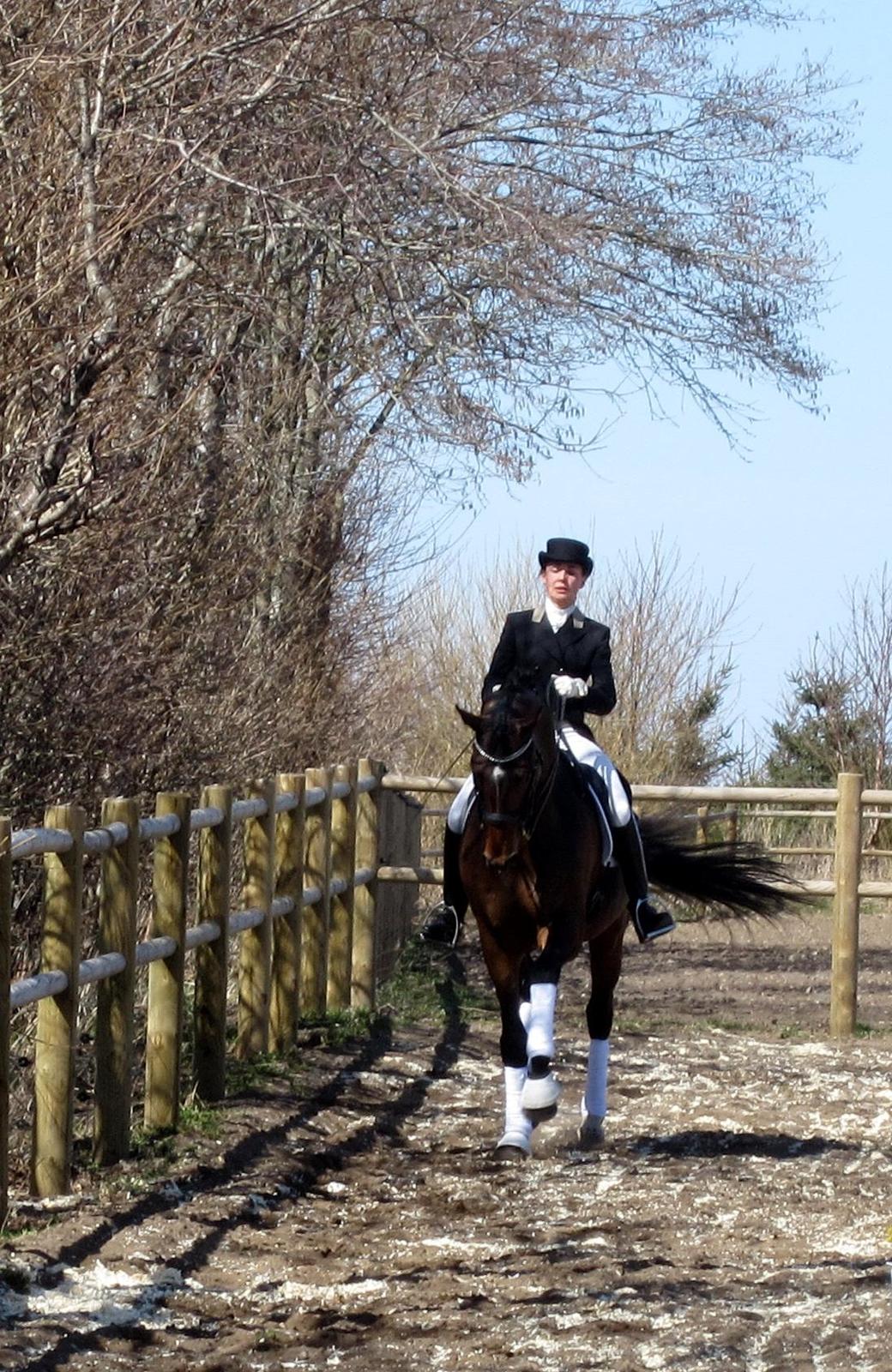 Bøgegårdens Laurino DVH 888 billede 186