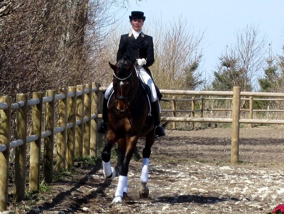 Bøgegårdens Laurino DVH 888 billede 187